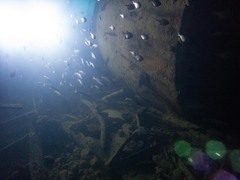 Pempheris multiradiata