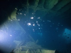 Pempheris multiradiata