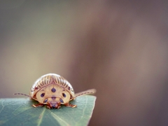 Paropsisterna intacta