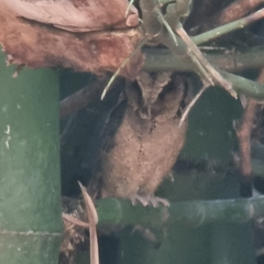 Otus lempiji