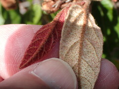 Lasiopetalum macrophyllum