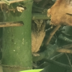 Otus lempiji