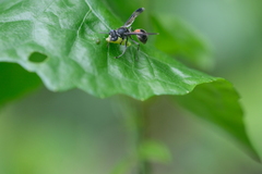 Ropalidia sumatrae