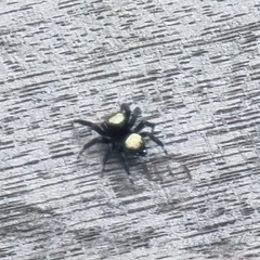 Thorelliola ensifera