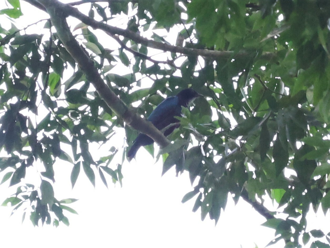 Purple-headed Starling (Hylopsar purpureiceps), photo 9