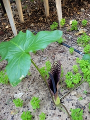 Arum dioscoridis