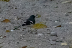 Enicurus leschenaulti