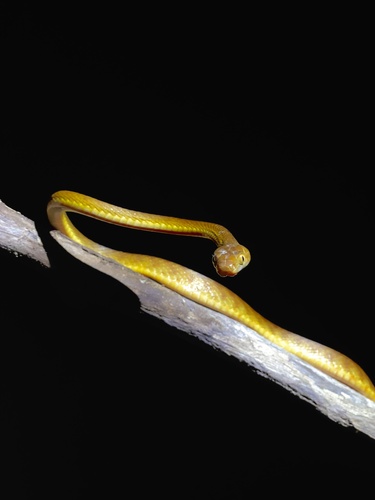 Brown Tree Snake sighting