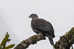 Ducula badia