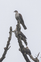 Ducula badia