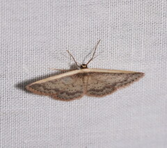 Idaea nephelota