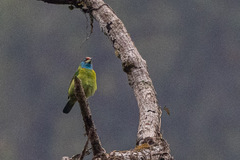 Psilopogon asiaticus