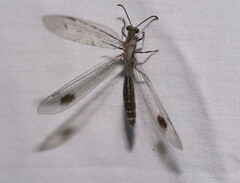 Glenoleon meteoricus