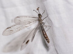 Glenoleon meteoricus