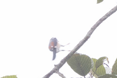 Pteruthius aeralatus