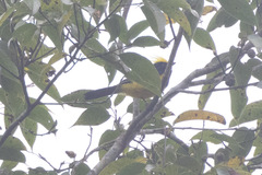 Melanochlora sultanea