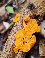 Favolaschia claudopus
