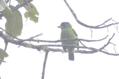 Psilopogon asiaticus