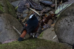 Phoenicurus leucocephalus