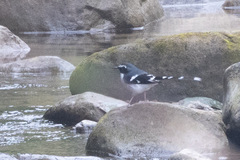 Enicurus schistaceus