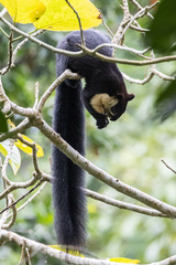 Ratufa bicolor