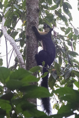Ratufa bicolor