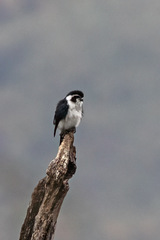 Microhierax melanoleucos