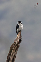 Microhierax melanoleucos
