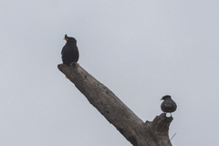 Acridotheres grandis