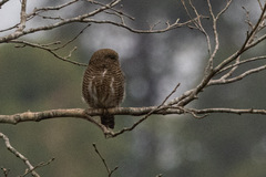 Glaucidium cuculoides