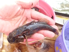 Odontobutis obscurus