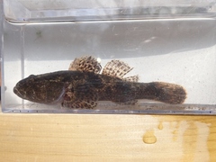 Odontobutis obscurus