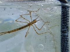 Atrocalopteryx atrata