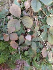 Potentilla micrantha