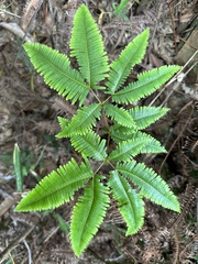 Dicranopteris