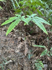 Dicranopteris