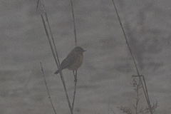 Saxicola maurus
