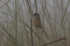 Chrysomma altirostre