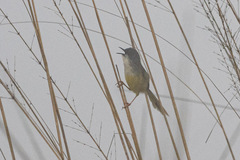 Prinia flaviventris