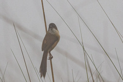 Chrysomma altirostre