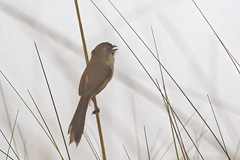 Chrysomma altirostre