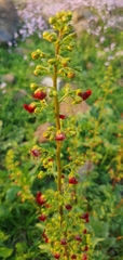 Scrophularia rubricaulis