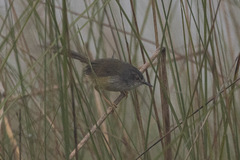 Prinia flaviventris