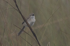Prinia inornata