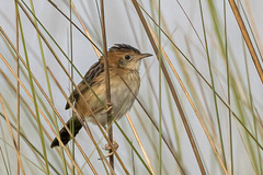 Cisticola exilis