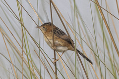 Cisticola exilis