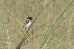 Saxicola leucurus
