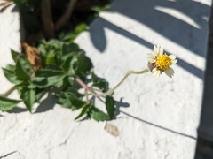 Tridax procumbens