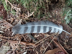 Spilornis cheela
