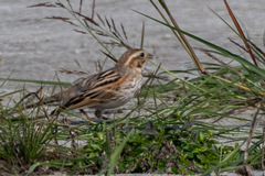 Emberiza schoeniclus